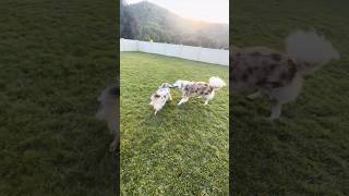 Drop the toy even when tugging