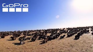 Seal Rescue POV: GoPro Captures Ocean Conservation Namibia in Action