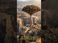 The Dragon’s Blood Tree: Survival on the Harsh Cliffs of Socotra