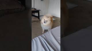 Pomeranian Asking For Food