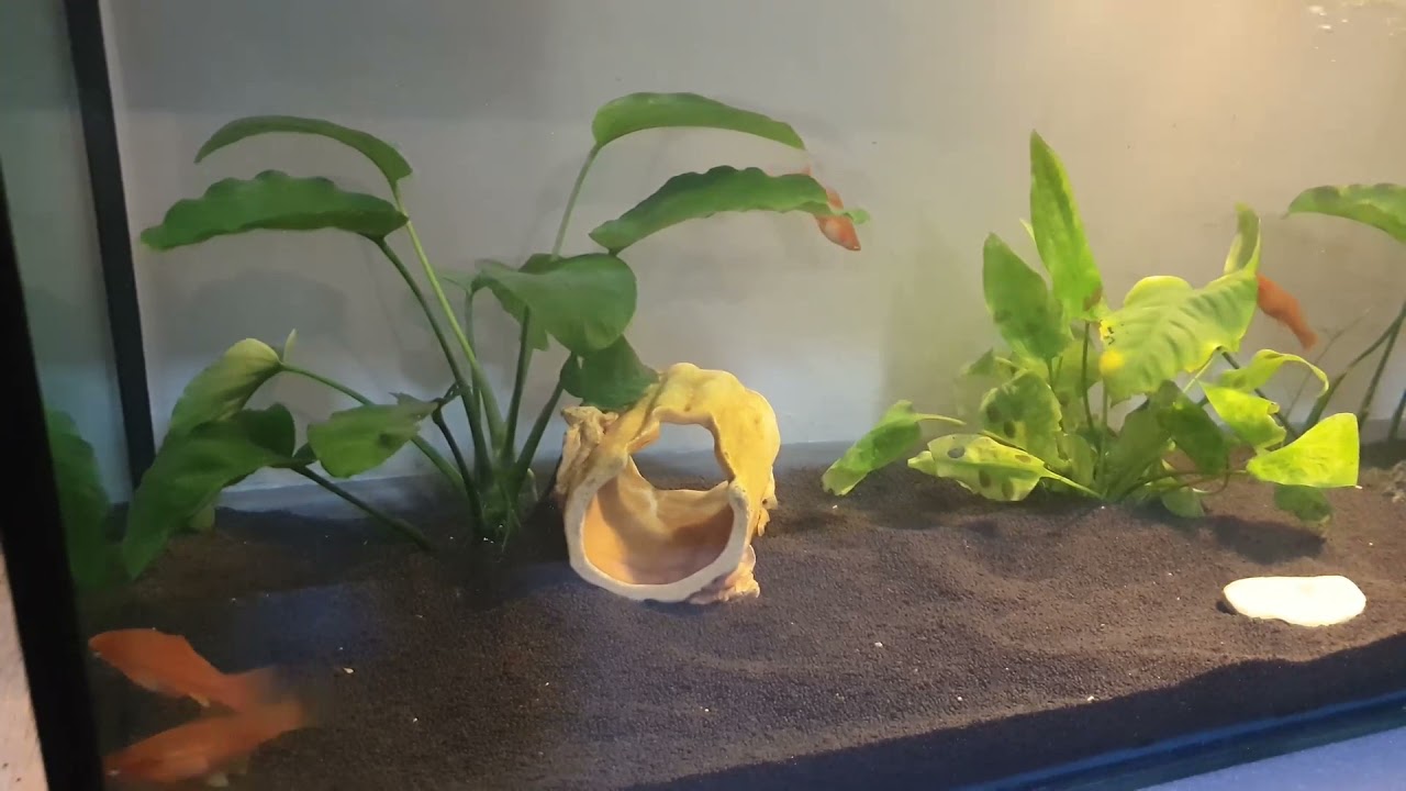 Запуск 100 литрового аквариума! Грунт Пропант! - YouTube