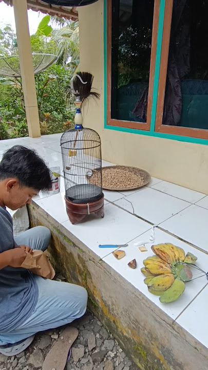 Spil pleci hasil ombyokan #kicaumania #pleci