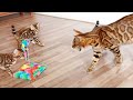 Mother Cat Warns her kittens to be careful with the new Cat toy