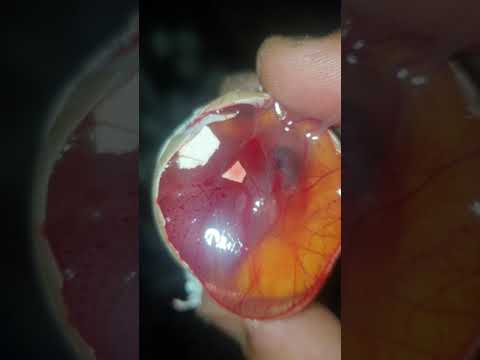 كتكوت داخل البيضة