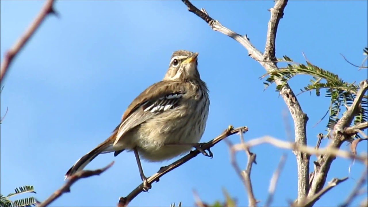 White-browed Scrub Robin singing