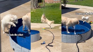 Golden Retriever Puppy Has His First Pool Day