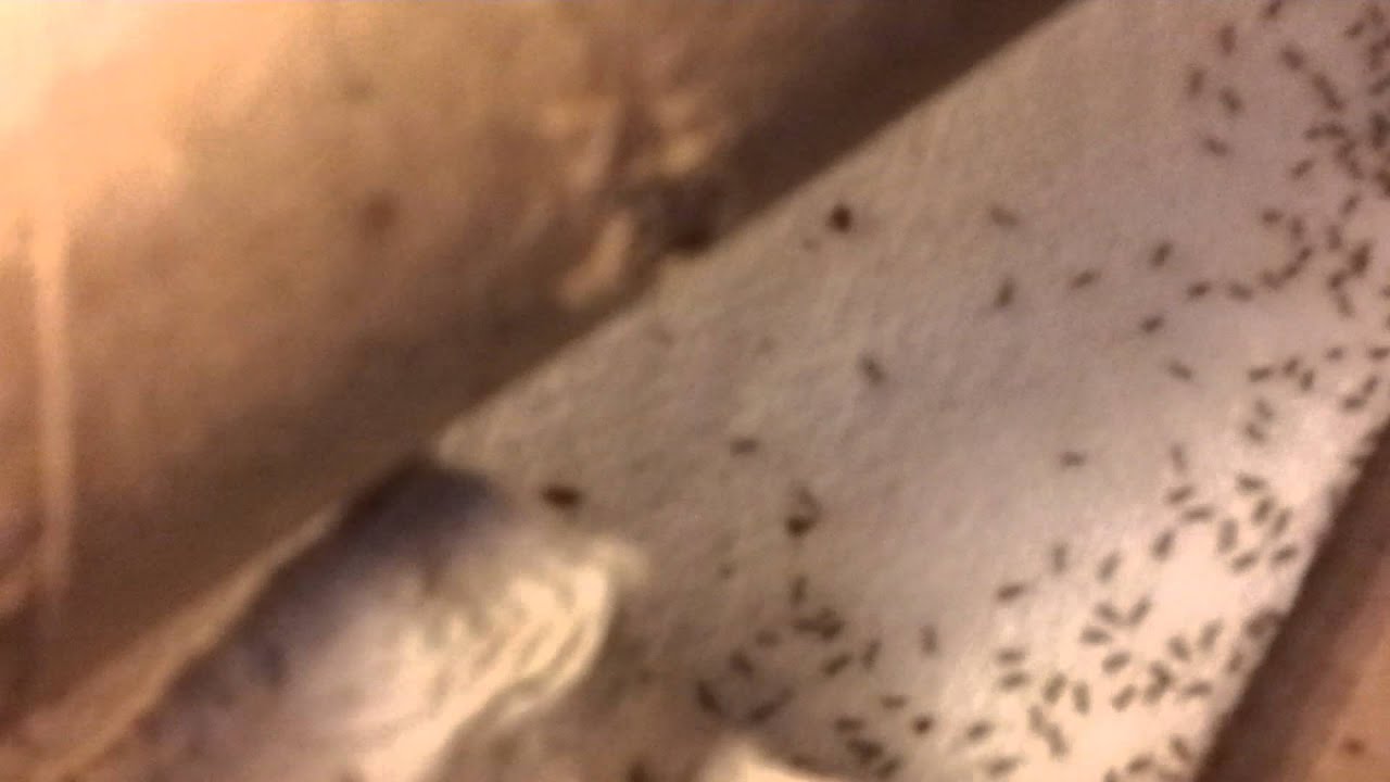 Pinhead crickets 20120722_190800.mp4 YouTube