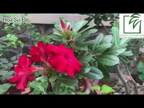 Video CÂY SỨ ĐỎ - youtube