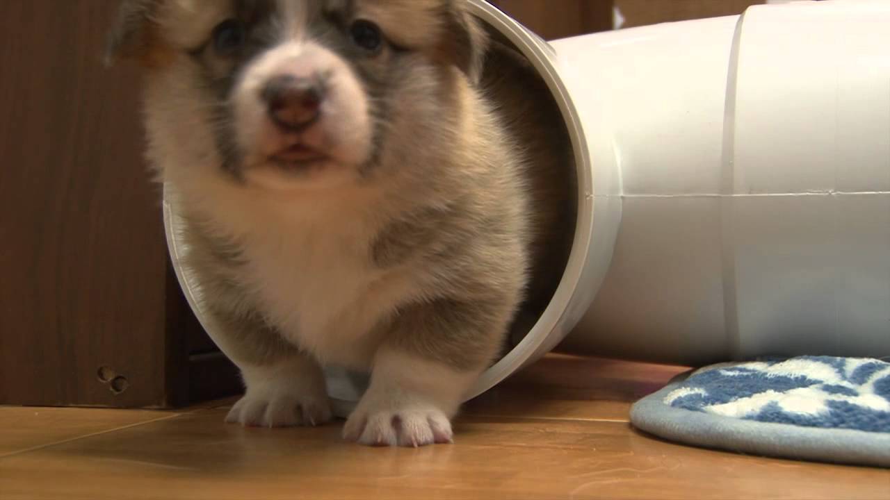 corgi puppies playing