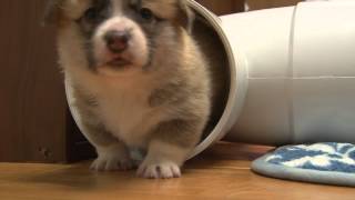 Corgi Puppies playing (4 weeks)