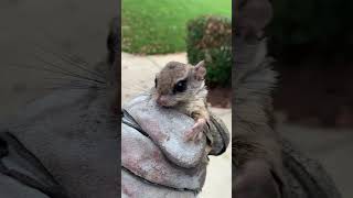 Flying Squirrel