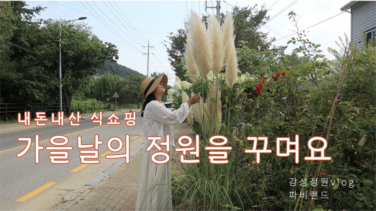 내돈내산 식쇼핑으로 분위기 있는 가을정원 꾸미기 | 팜파스그라스 | 유카 컬러가드 | 가을국화 | 역시 가을엔 그라스가 최고 | 꽃들과 가을살이
