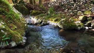 Natural ambient sound, a forest of moss and spring water In the remote area of Ise Yaedani Spring.