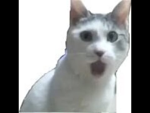 Мем с котом удивление