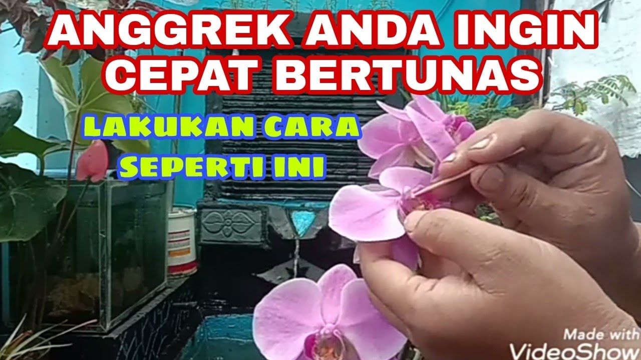 Cara budidaya anggrek bulan | teknik penyerbukan 