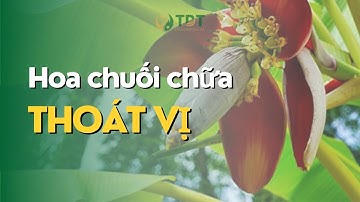 Chữa đau xương khớp thoát vị đĩa đệm bằng dừa và hoa chuối - Thuốc Dân Tộc