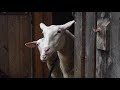 A Film on Making Sheep Manchego