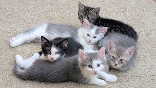 Three minutes of kittens playing 😻