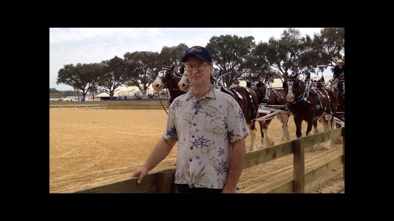 Draft Horse Show Florida State Fair 2012 YouTube