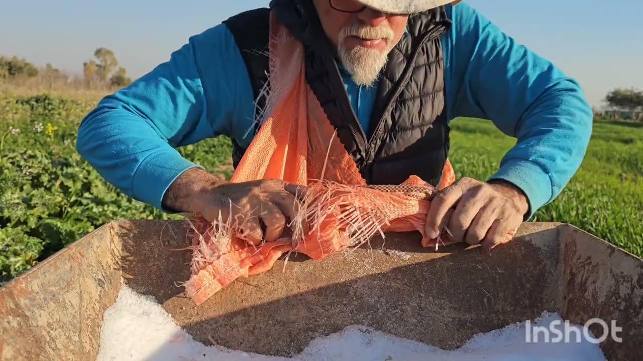 ركود عدت دجاجات في المزرعه وطش الكمياوي وأعطاء الفيتامين في الماء للخرفان