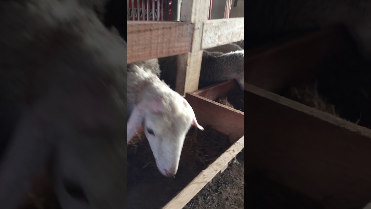 CARA TERNAK KAMBING DENGAN SISTEM PAKAN PERMENTASI 