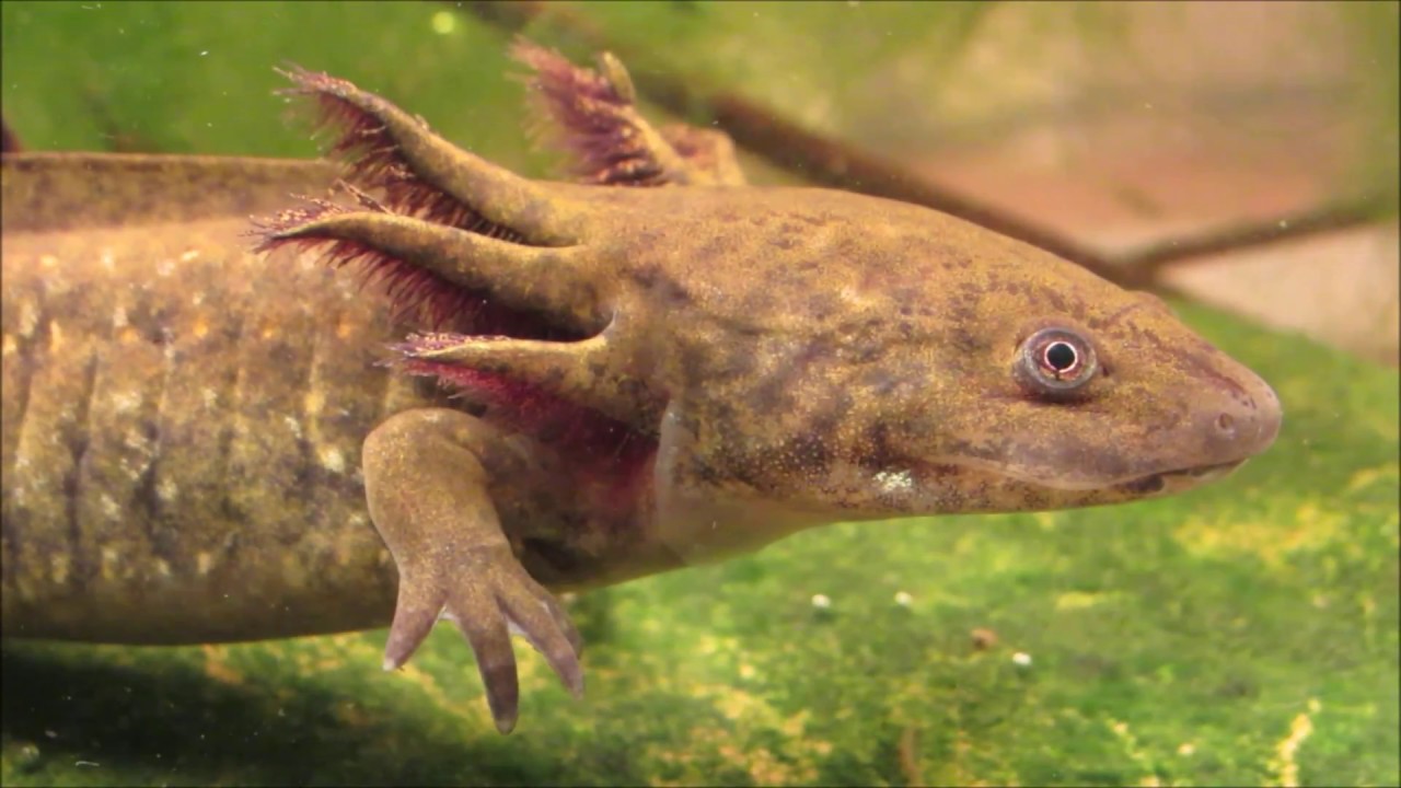 baby tiger salamander