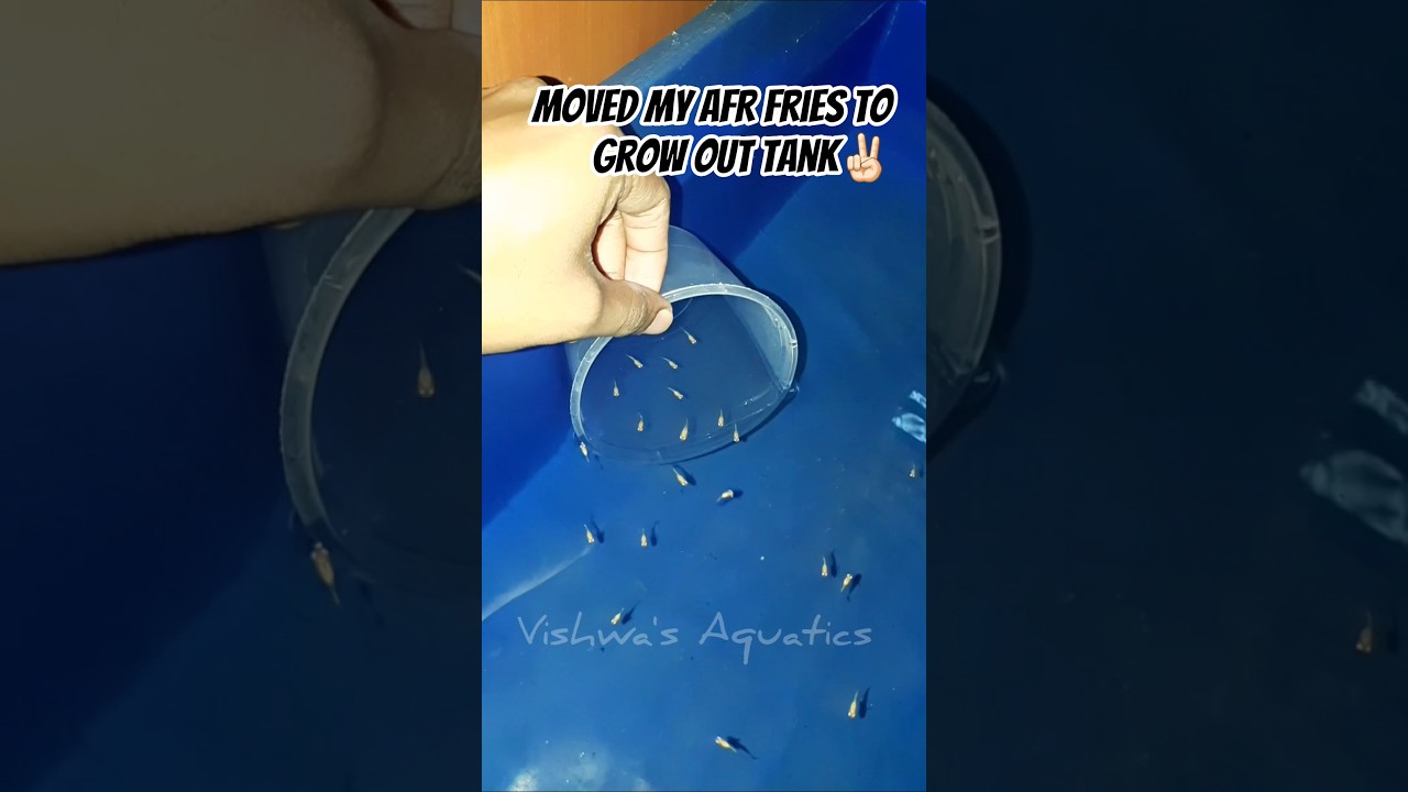 Moved my AFRb2 fries to grow out tank for better growth📈 tank