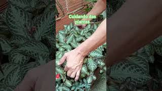 eita trem bom #plantas #sondaroca#simplicidade
