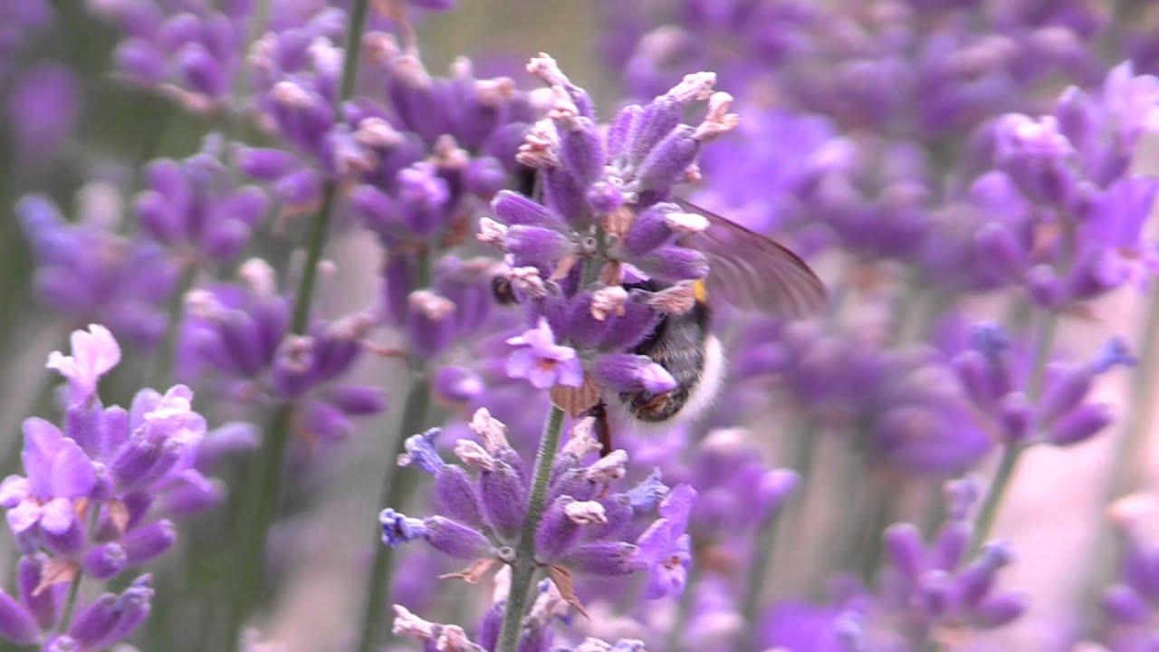 Wenn Der Lavendel Bluht Musik Von Ronny Matthes Youtube