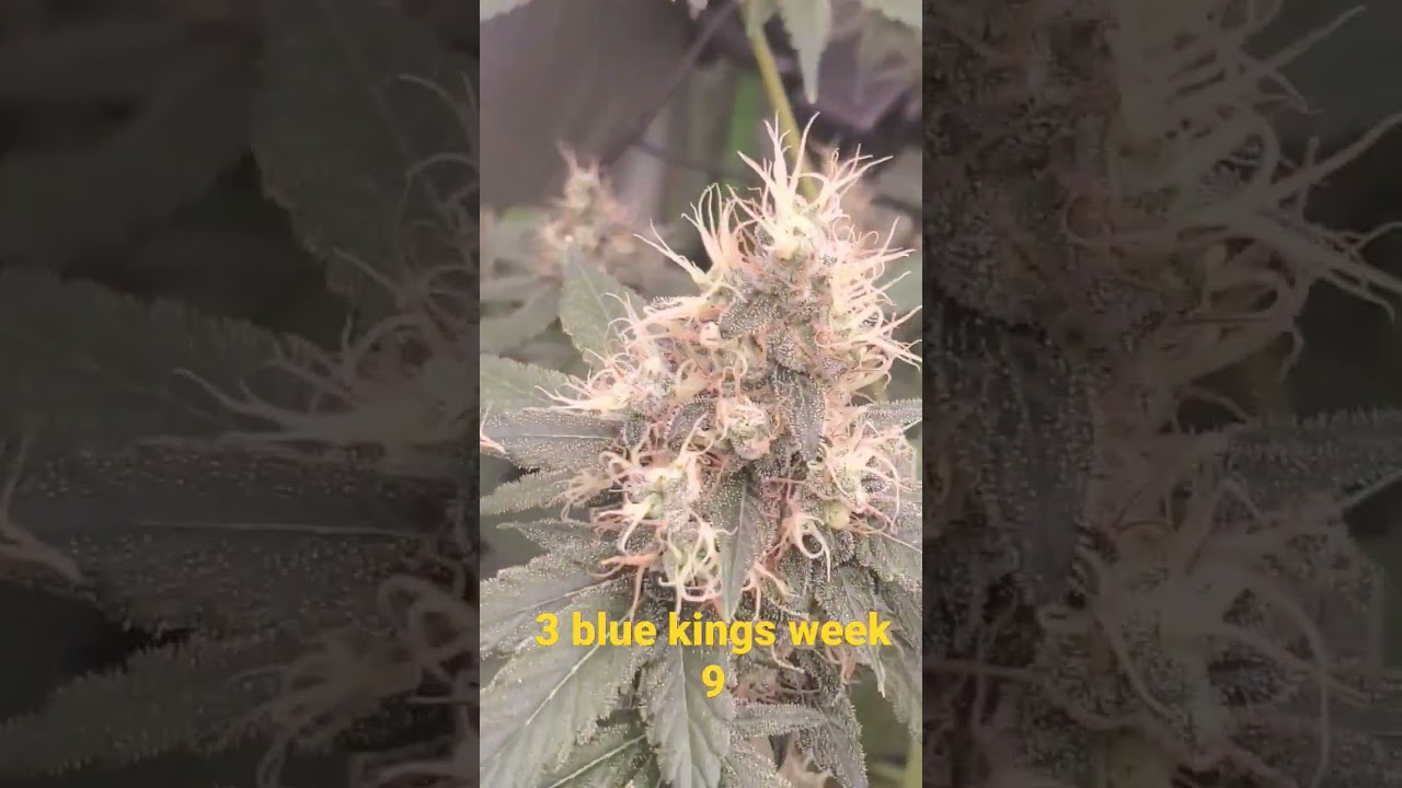 cannabis strain 3 blue kings, almost chopping time!