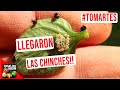 PLAGAS Y PROBLEMAS DEL VERANO - #TOMARTES EP.24