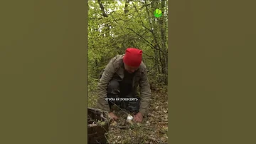 Гриб вылупляется из яйца
