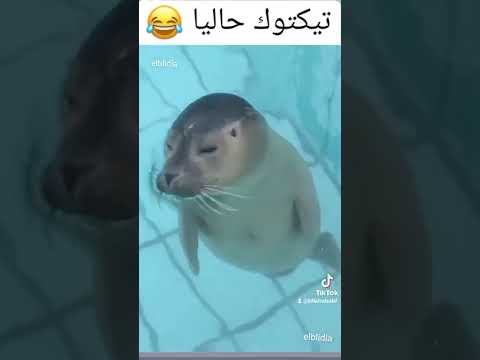 بي بي عطيني سلمة مح مح