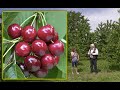 Cerises et cerisiers comment et pourquoi crer de nouvelles varits 