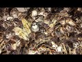 Вывод перепелят / incubation of the quail / 17 день инкубации / итоги инкубации перепелиных яиц