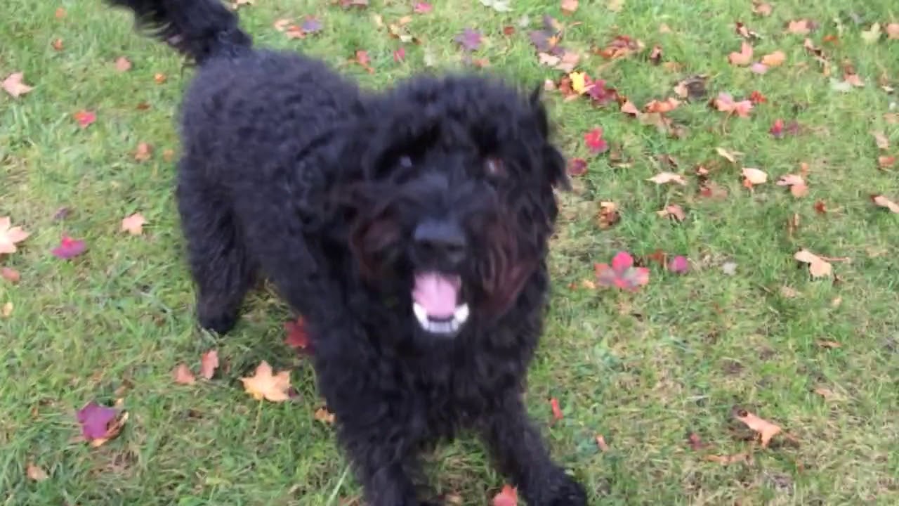 Labradoodle has the weirdest silent bark! - YouTube