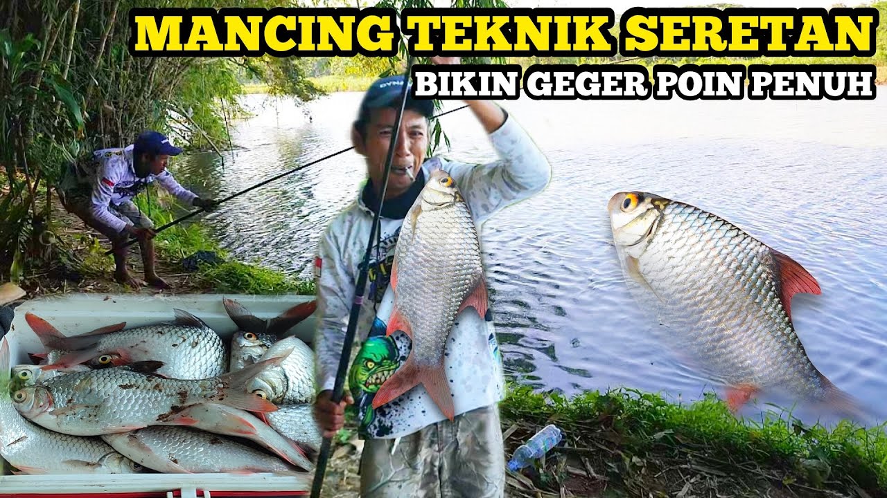 MANCING IKAN TEKNIK SERETAN LOSS PANEN PENUH