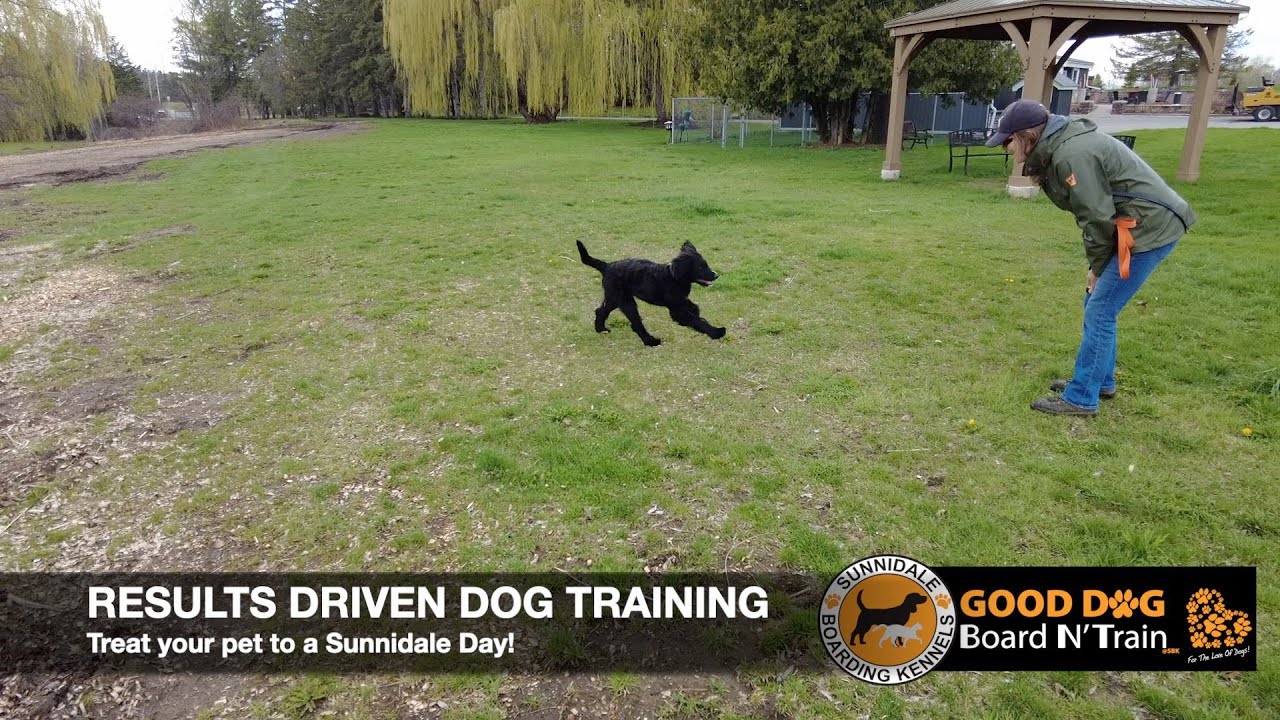 Aurora 15Day GOOD DOG Board N' Train Program At Sunnidale Boarding