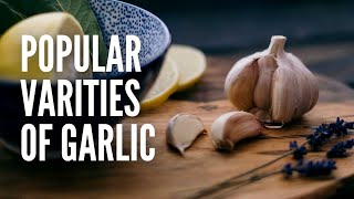 The Most Popular Garlic Varieties