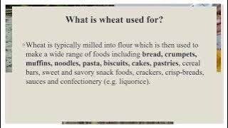 what is wheat used for?