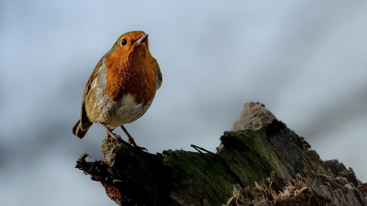 A Winters Morning Of Wildlife Photography.
