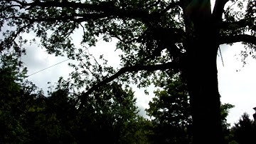 J and J Pro Trees - Tree Removal with a Zip Line