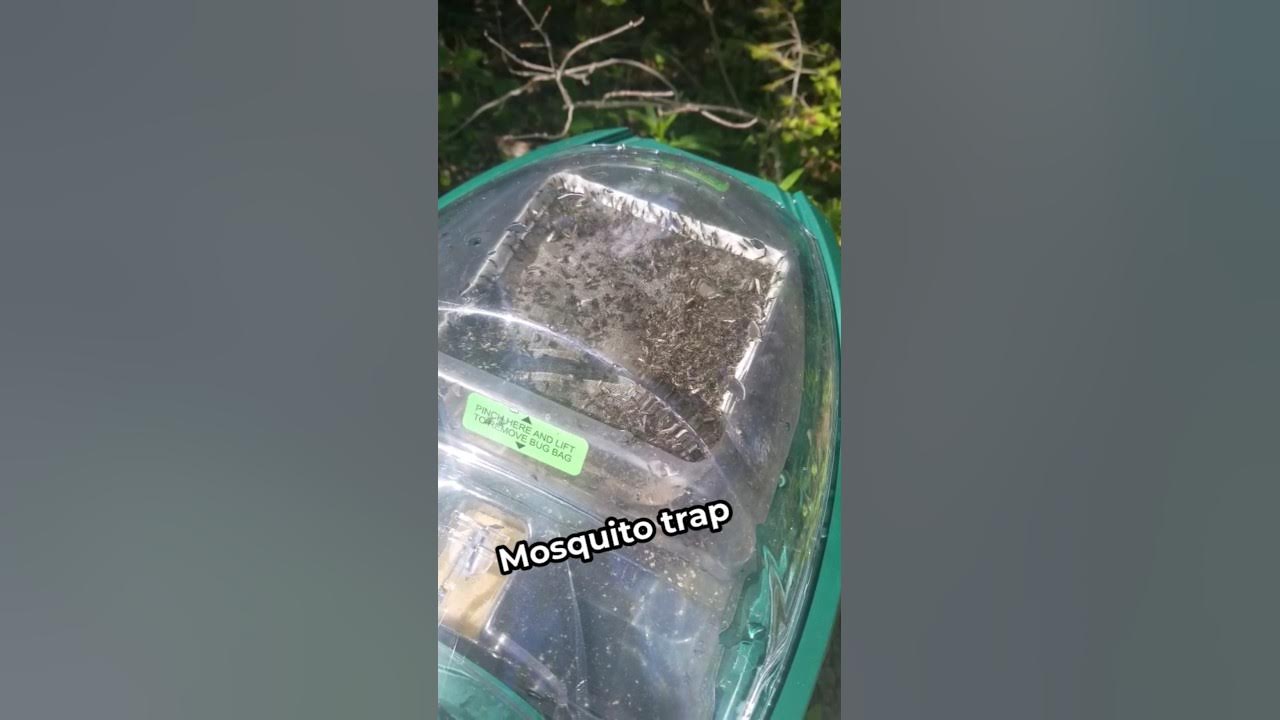 Mosquito DESTROYER!! Crazy buzzers! This trap really works! #shortvideo #shortsviral #shortsfeed Mosquito DESTROYER!! Crazy buzzers! This trap really works! #shortvideo #shortsviral #shortsfeed