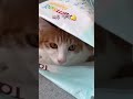 뽀또의 원픽! 셀프인테리어 숨숨집 #shorts