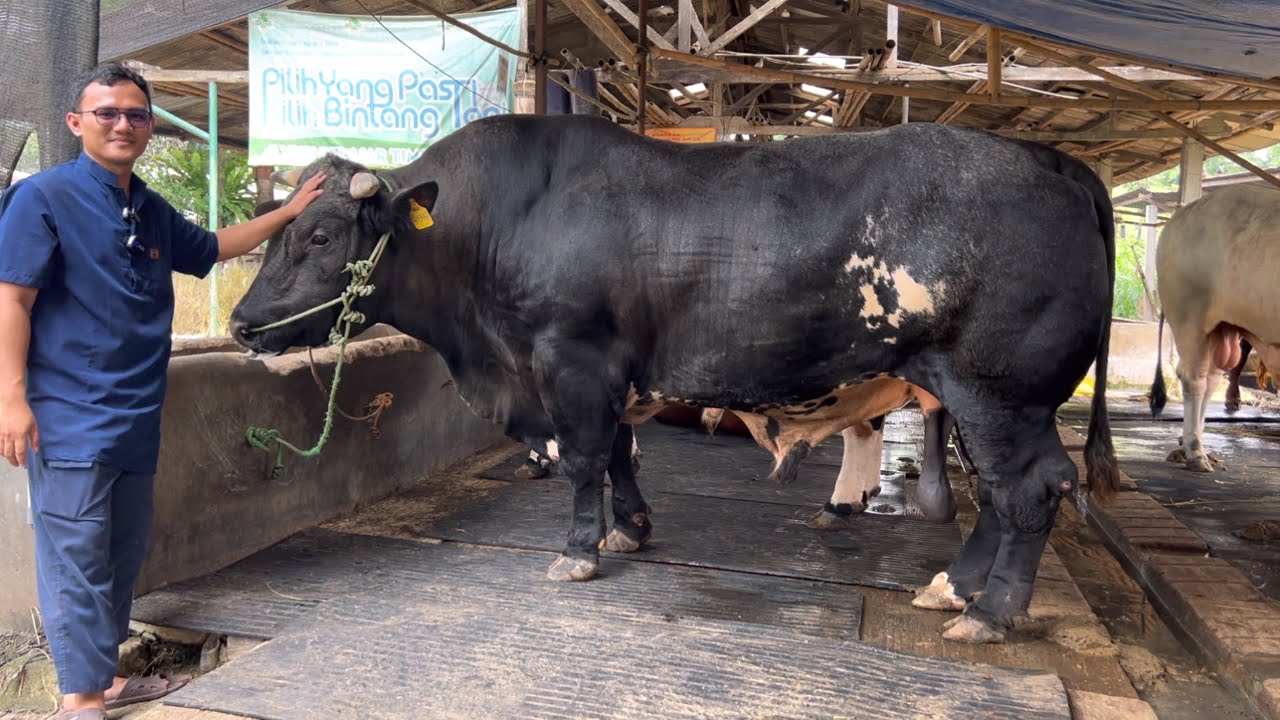KELILING KERAJAAN SAPI RAKSASA BINTANG TANI FARM BOGOR ‼️🔥🔥🔥 - YouTube
