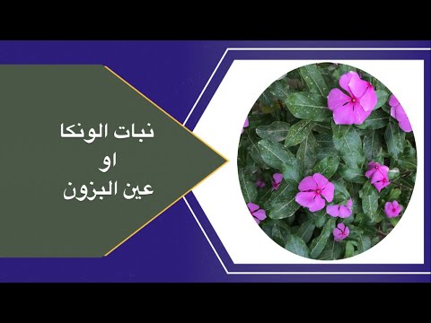 نبات الونكا او عين البزون متطلباته والعنايه به
