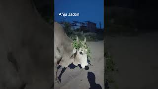 Deshi Sand का धमाका Indian Bull funny moment, funny viral bull video