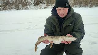 И всё же я его нашёл!!! Ловля активного окуня и проверка жерлиц на р.Чепца.