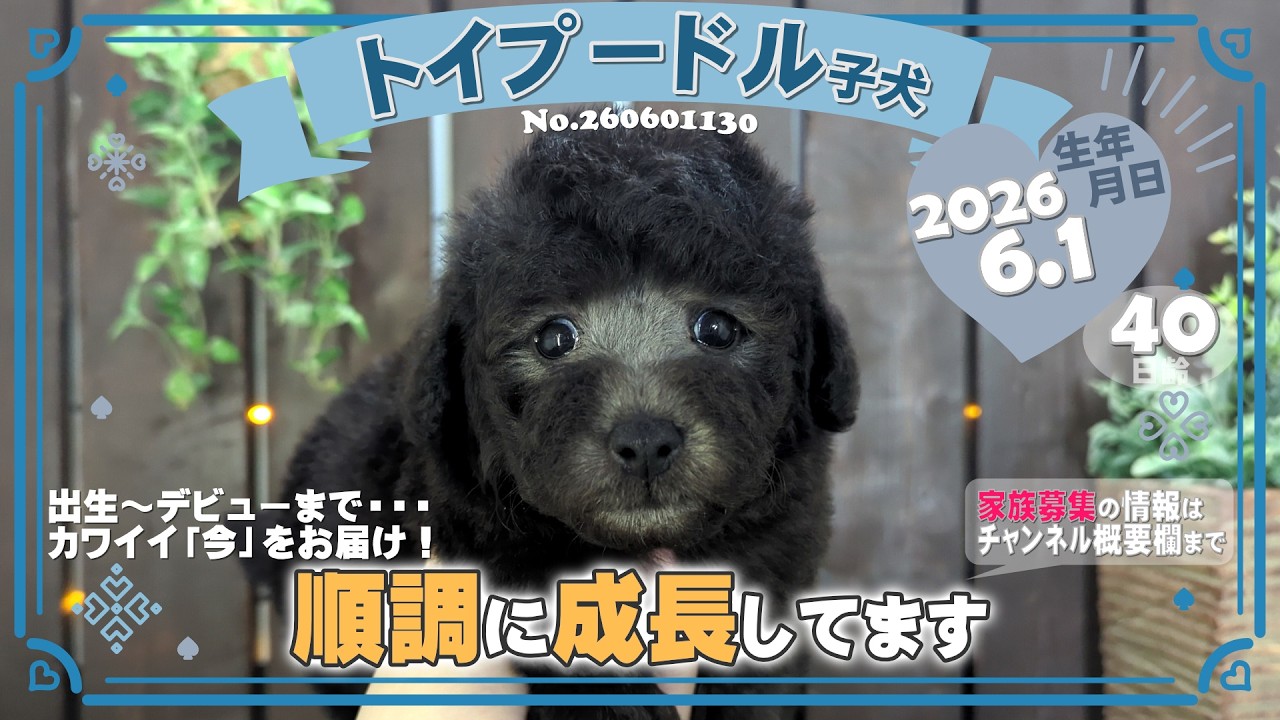 トイプードル子犬｜2026.6.1生（40日齢）③｜グレー｜男の子｜滋賀県