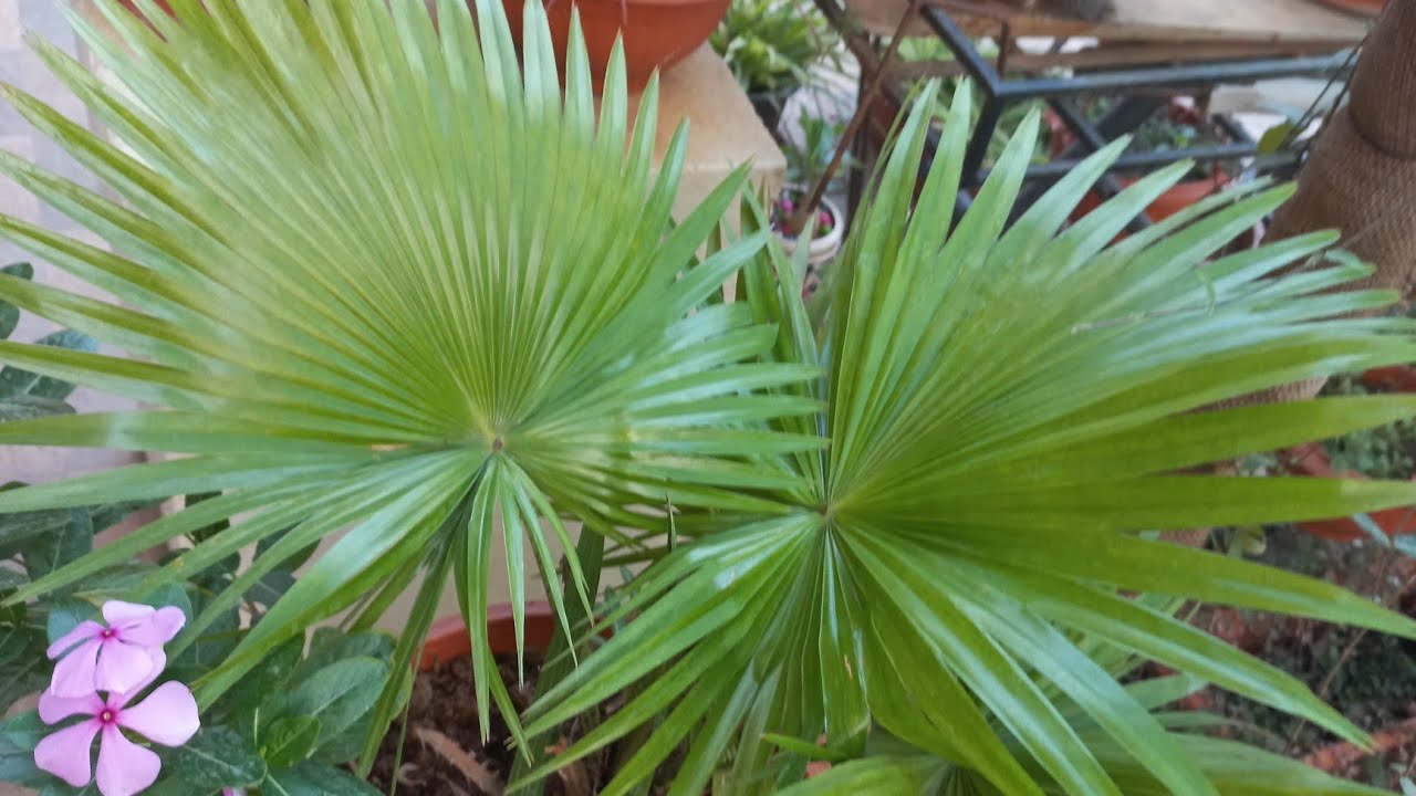 Livistona chinensis, The Chinese Fan Palm or Round leaf Fountain palm
